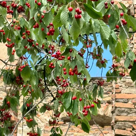 Lisovna-prazdninovy Dum S Vinnym Sklepem Tatil Evi Zerotice
